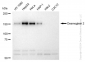 KD-Validated Anti-Desmoglein 2 Rabbit Monoclonal Antibody